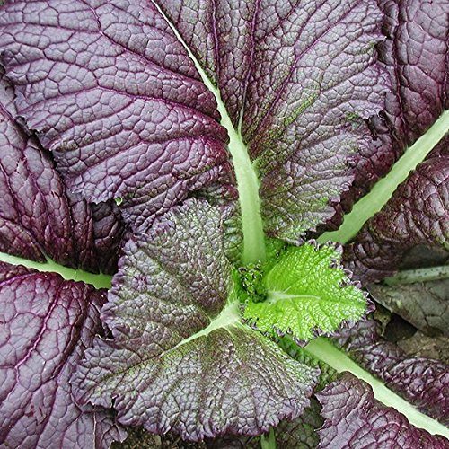 GARDENIFY INDIA FRESH RED GREEN MUSTARD SEEDS (100 SEEDS/PACKET) (B093TY4N5V) Amazon Price History, Amazon Price Tracker