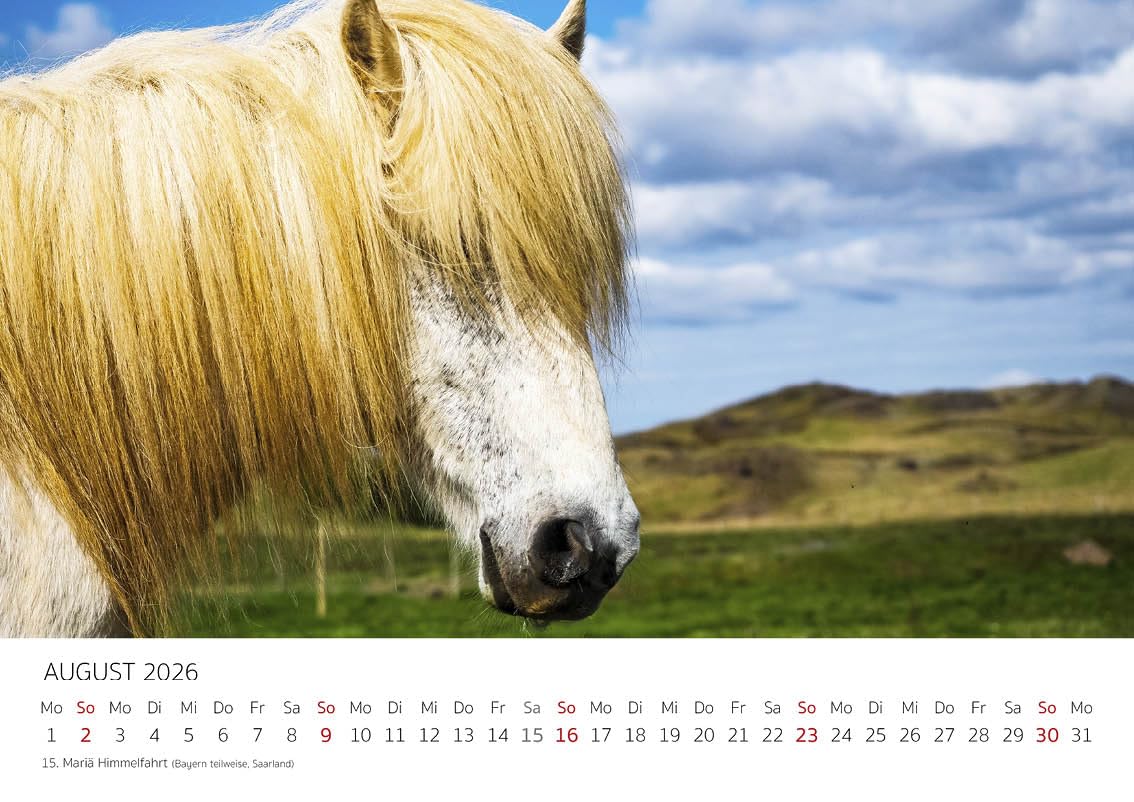 Edition Seidel Premium kalender fascinatie IJslandse paarden 2025 formaat DIN A3 wandkalender paardenkalender IJsland paard dieren veulen merrie hengst pony melanie violet Edition Seidel Premium kalender fascinatie IJslandse paarden 2025 formaat DIN A3 wandkalender paardenkalender IJsland paard dieren veulen merrie hengst pony melanie violet