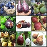 Best Selling!!! 100 SEEDS - (9Kinds) Ficus Carica Fig Fruit Tree Seeds