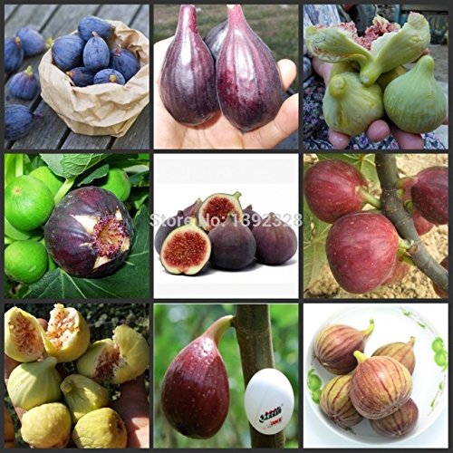 Best Selling!!! 100 SEEDS - (9Kinds) Ficus Carica Fig Fruit Tree Seeds Best Selling!!! 100 SEEDS - (9Kinds) Ficus Carica Fig Fruit Tree Seeds