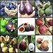 Best Selling!!! 100 SEEDS - (9Kinds) Ficus Carica Fig Fruit Tree Seeds
