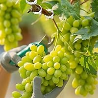 Vista 4 de 2025 Nuevo clip de plástico seguro para plantas, clips de soporte de plantas, clips de jardín reutilizables, clips de fijación para plantas de uva