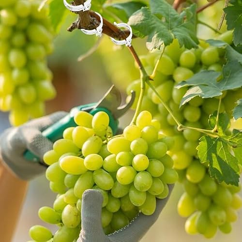 Miniatura 4 de Clip de plástico seguro para plantas, clips de soporte para plantas, clips de jardín reutilizables, clips de fijación de plantas, clips de fijación