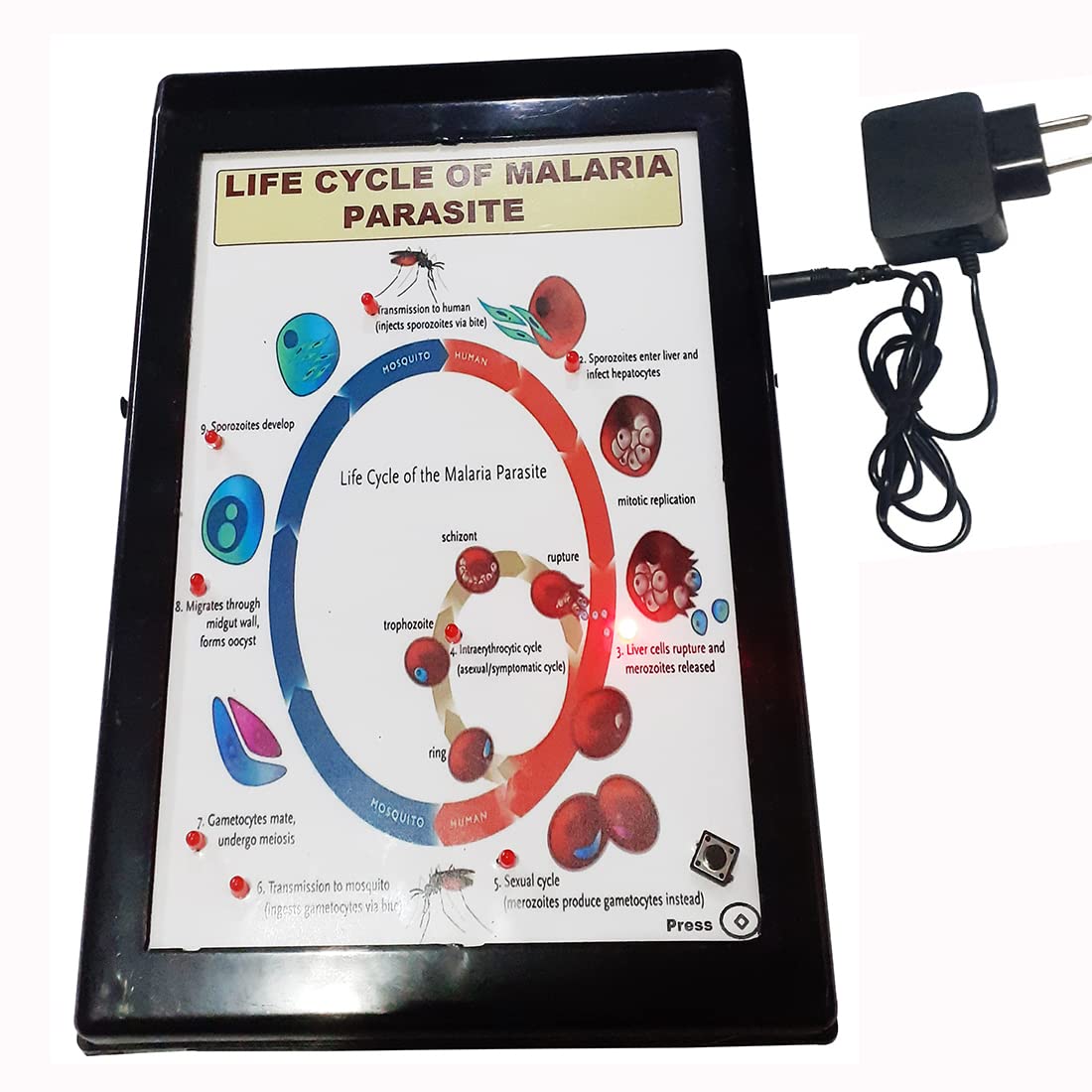 Life Cycle of Malaria Parasite Low Cost Teaching Aid (LOCTAS) Biology. Science Project for School. (B0C4FFGF5C) Amazon Price History, Amazon Price Tracker