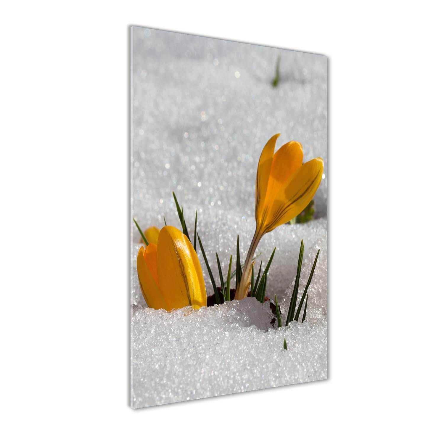 Mural art acrylique incassable Tulup 50x100 | Tableau fleurs jaunes lumineux
