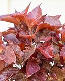 RedCrocus - Acalypha wilkesiana–Copperleaf–Vibrant Foliage 8" Pot