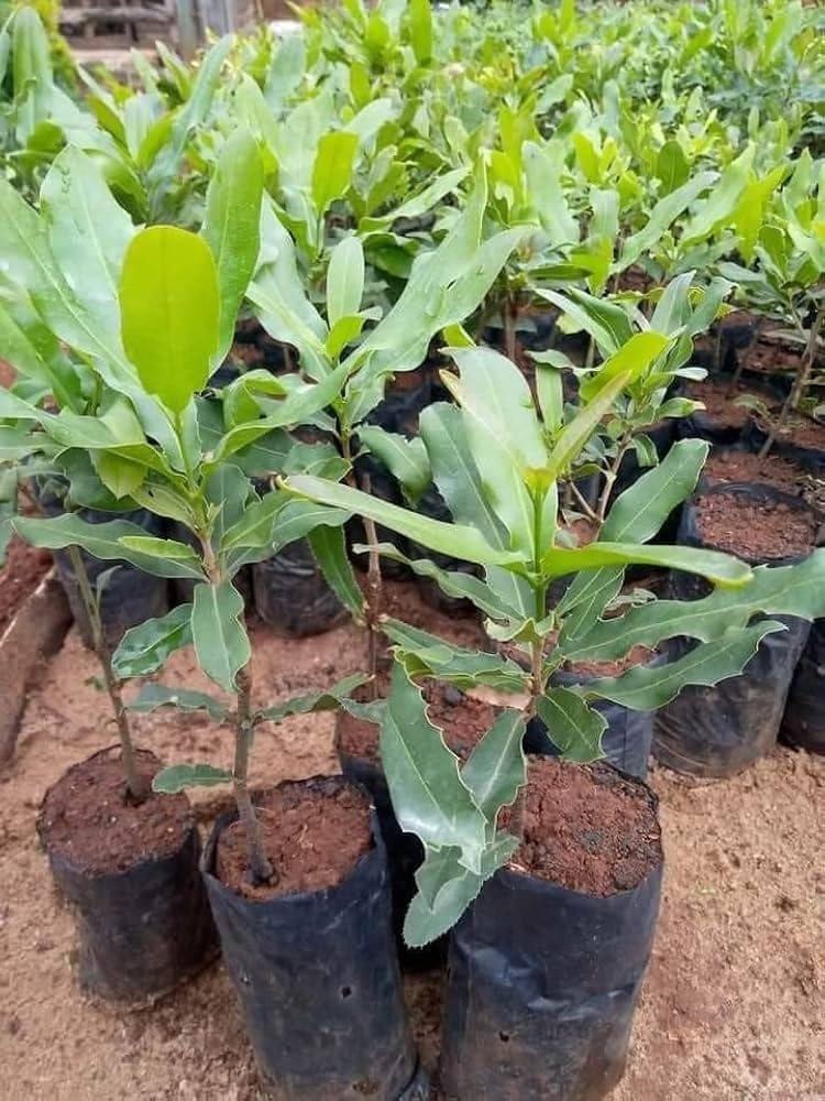 Macadamia Variety Fruit Live Plants || macadamia nut plant || (1 live plant) B_24-picture-18