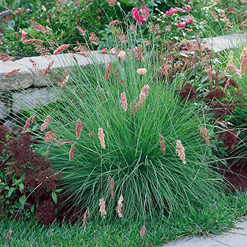 Outsidepride Perennial Ruby Ornamental Grass For Warmer Climates - 50 Seeds #TOP4