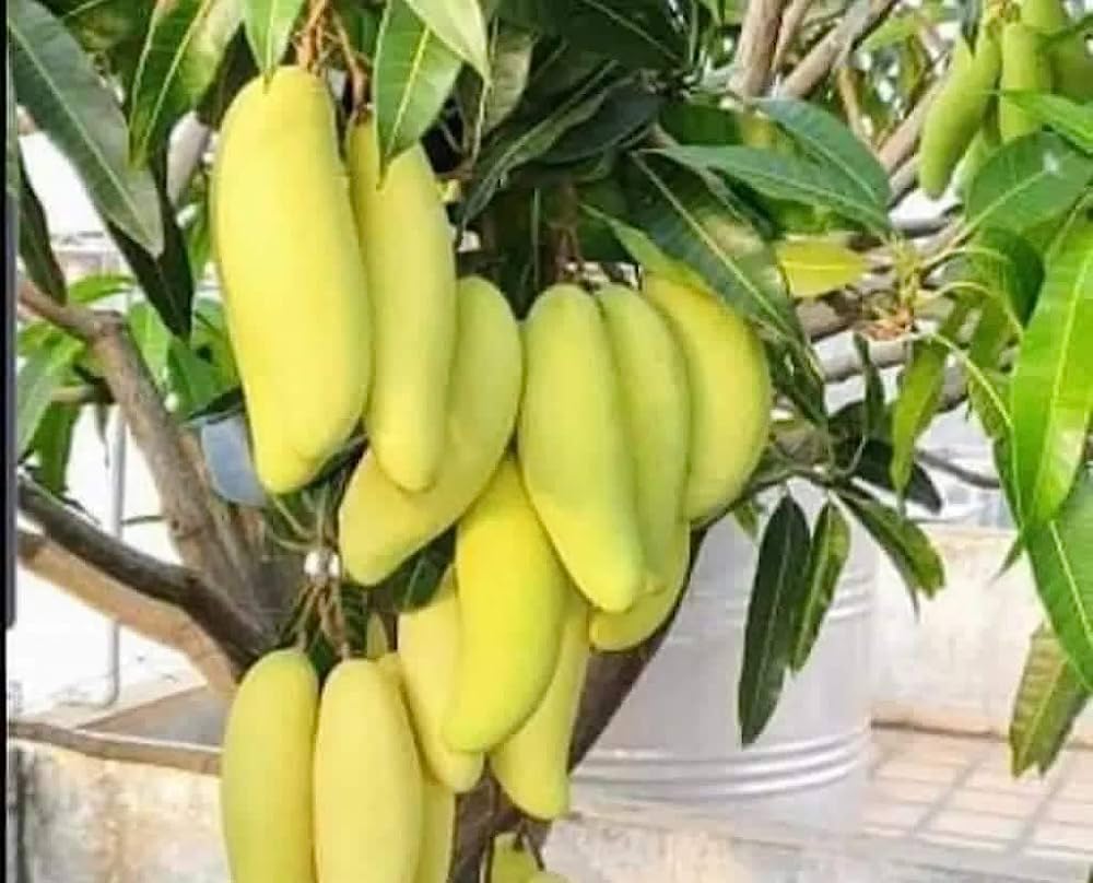 Grafted Special Hybrid Big Size Yellow Banana Mango Plant. Hight 2-2.5 feet,Pack of 1 Healthy Plant. (B0CBXP7R3Z) Amazon Price History, Amazon Price Tracker