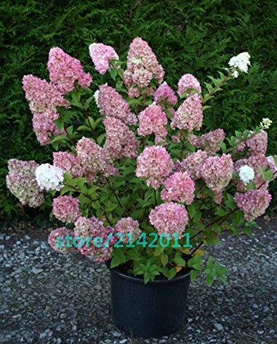 20pcs / semilla bolsa de Hortensia, Hydrangea paniculata 'Vanilla Fraise', semillas de flores de hortensia raras, planta en maceta para el jardín de 13:Seeds Only