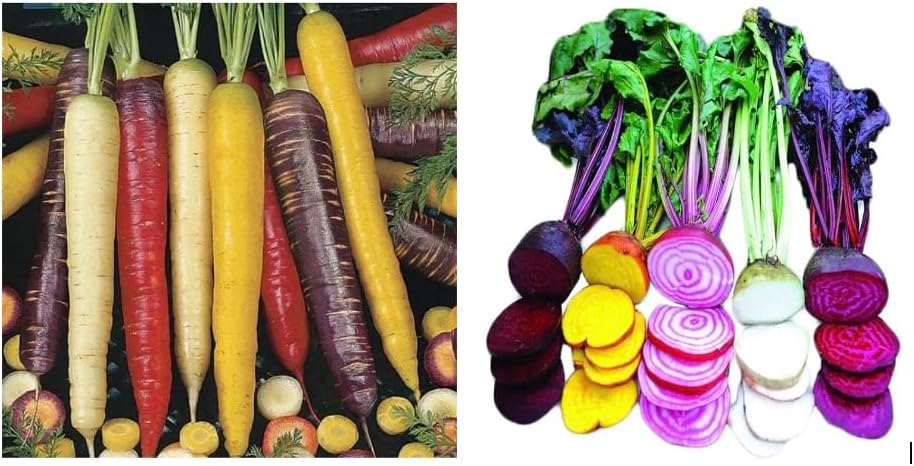 Park Seed Rainbow Blend Carrot + Beet Seed Tape Bundle Pack