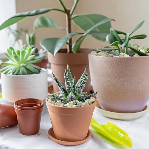 Miniatura 2 de Piedras suculentas y cactus de 5 libras, piedras pulidas decorativas naturales de jade de 15 pulgadas, rocas de río para plantas, jarrones y