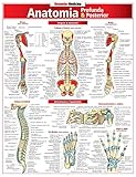 Anatomia Profunda e Posterior