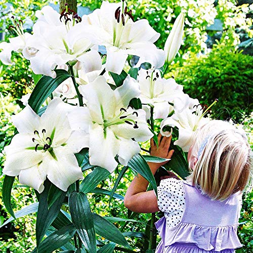 1x Bulbo lirio blanco Jardin flores Lirios bulbos Plantas bulbos Jardin plantas Planta perenne White XXL