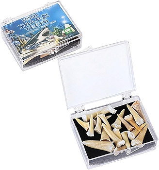 Fossilized Shark Teeth Collection - Prehistoric Tooth Set