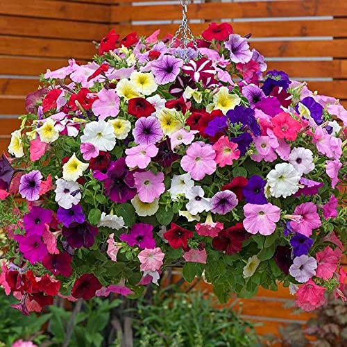 8 Colored Petunia Flower Seeds Mixed - 500 + Flower Annual Petunia Climbing Flower Seeds For Hanging Basket #TOP2