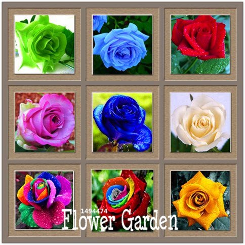 CRTGW Big Vasi di Fiori fioriere, 20 Tipi, 50 pc/lotto, arcobaleno Rosa Semina Bella rosa semi Bonsai piante Semi, B4LT8H