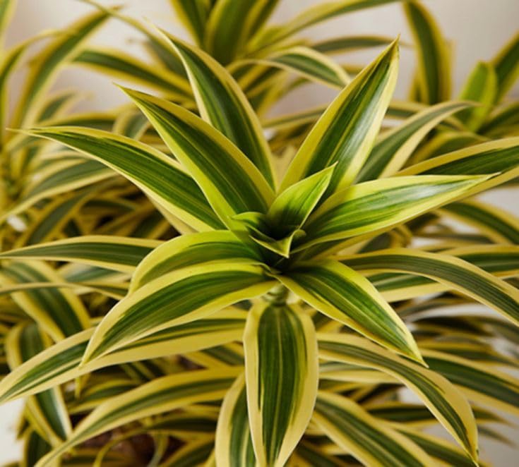 See full amazon price history chart for Live Dracaena Reflexa Song Of India Golden Bamboo Dracaena Sanderiana Indoor Plant For Air Purification Healthy Live Plant Original Variety Live Dracaena Reflexa Song Of India Golden Bamboo Dracaena Sanderiana Indoor Plant For Air Purification Healthy Live Plant Original Variety (B0CCP9KPJP) Amazon Price History, Amazon Price Tracker