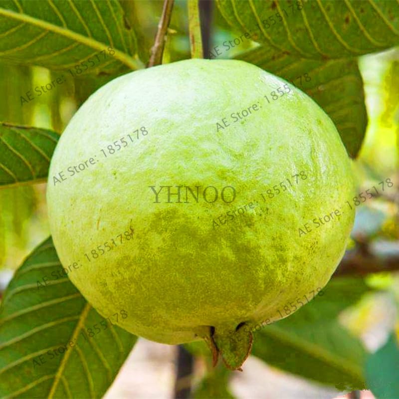 104 Flores Fresh Sweet Red Guava Psidium Guajava Thai Pink Fresh