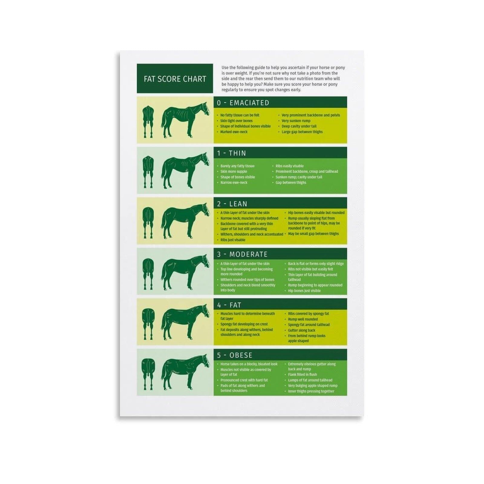 REIUAFWYGV Barn Decor Poster Equine Body Condition Score BCS Chart Wall-Art for Horse Stable Tack Room Veterinary Gift