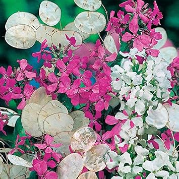 Seeds Silver Dollar - Money Plant Lunaria - Biennial Flowers for Planting