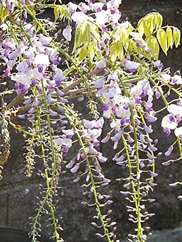 Amazon.co.jp: 藤苗木 ふじ苗 藤九尺フジ 6号サイズ 藤苗木 1本 : DIY