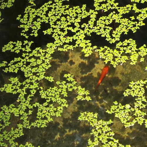 Comprar semillas de lenteja de agua (Lemna minor) raras acuario flotantes estanque acuáticas, para estanques mini estanque 500pcs
