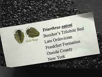 Amazon.co.jp: 触覚軟体部三葉虫【Triarthruseatoni】【74g