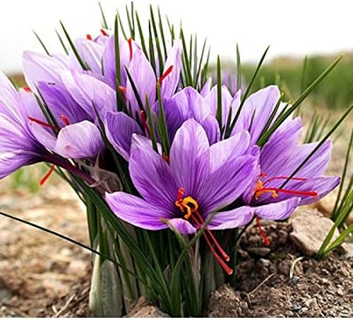 Saffron Kesar F1 Crocus Flower Pack of 5 Bulbs