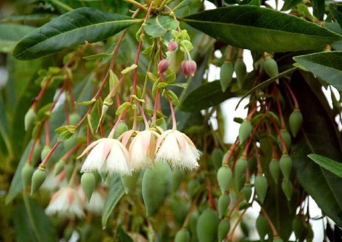 Paradise Flowers Rudraksha Plant-Air Layered (B08L11J3VD) Amazon Price History, Amazon Price Tracker