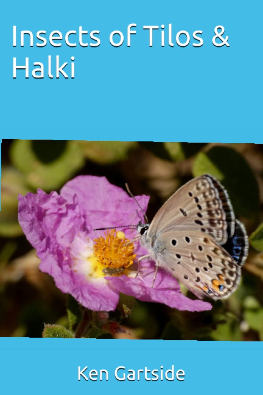 Insects of Tilos & Halki