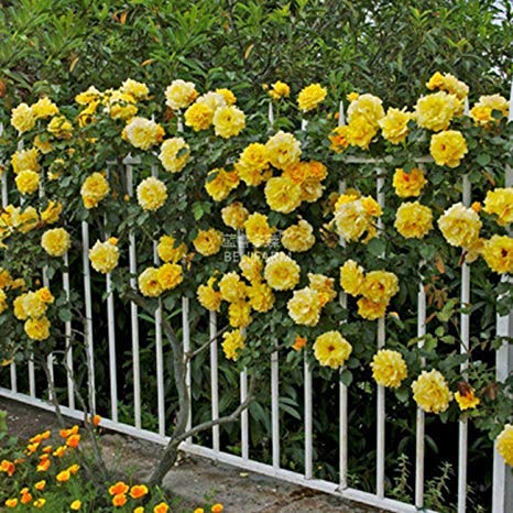 EdensField Rare Rose Flower Live Plant  Yellow Climber  Rose Flower Plant (1 Healthy Live Plant) (B07YG8K5MV) Amazon Price History, Amazon Price Tracker