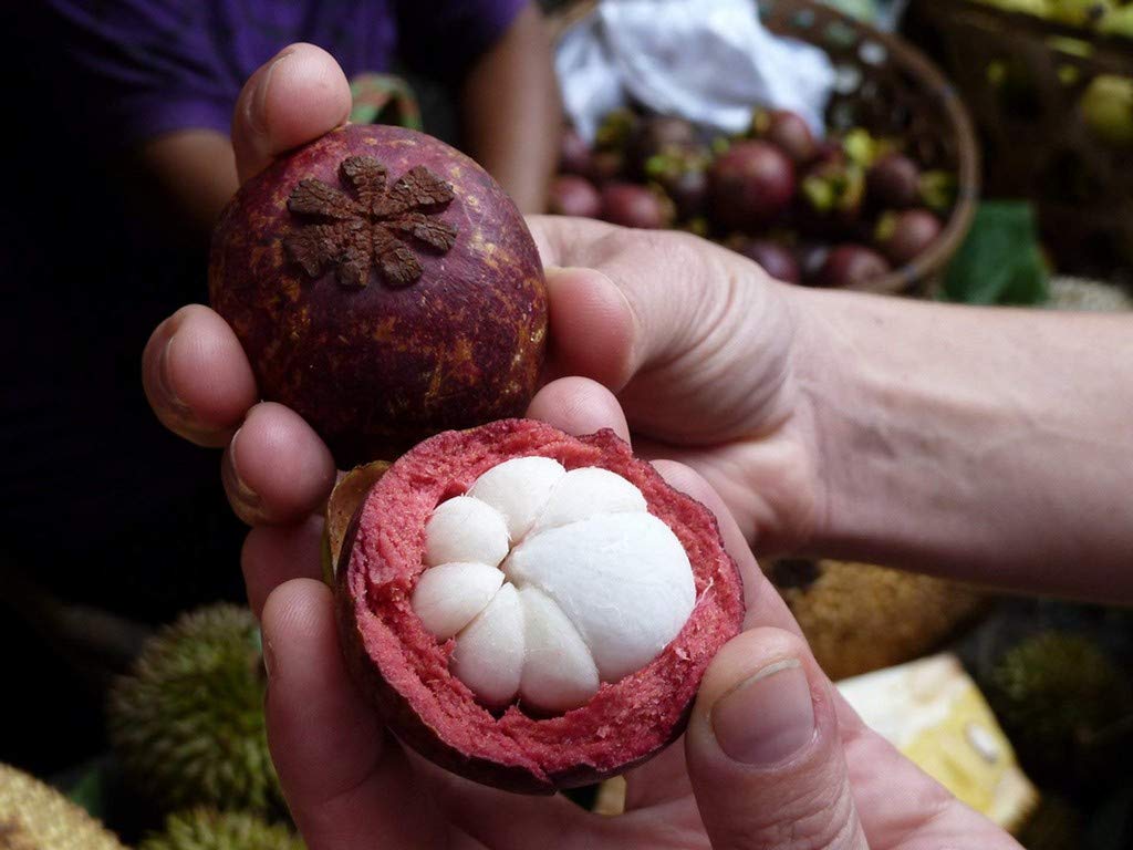 Creative Farmer Live Fruit Plant Mangosteen Mangostin Tree National Of Thailand E X Otic Plants Garden Plant(1 Healthy Live Plant) (B08P5RN4K6) Amazon Price History, Amazon Price Tracker