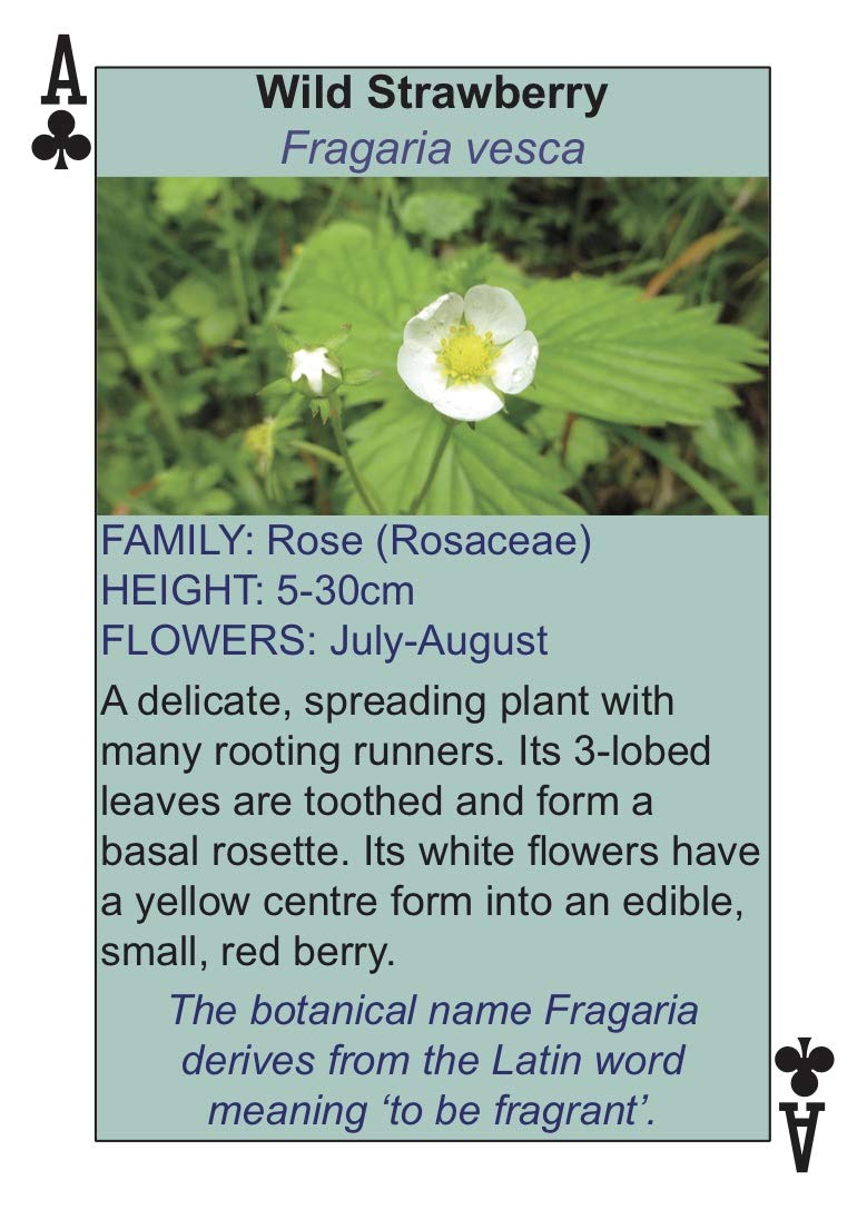 Karty do gry Wildflower