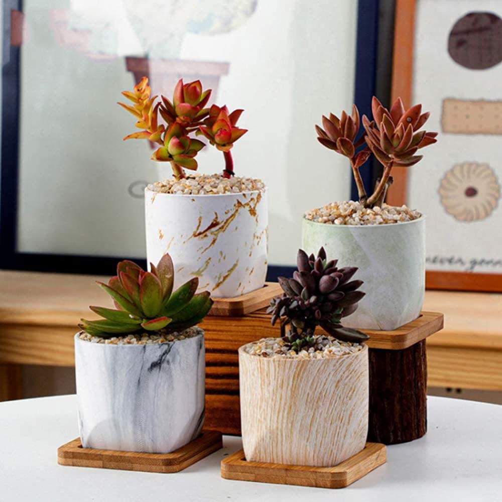Cactussen en Vetplanten | Trendy & Hip - Tuincentrum Schmitz