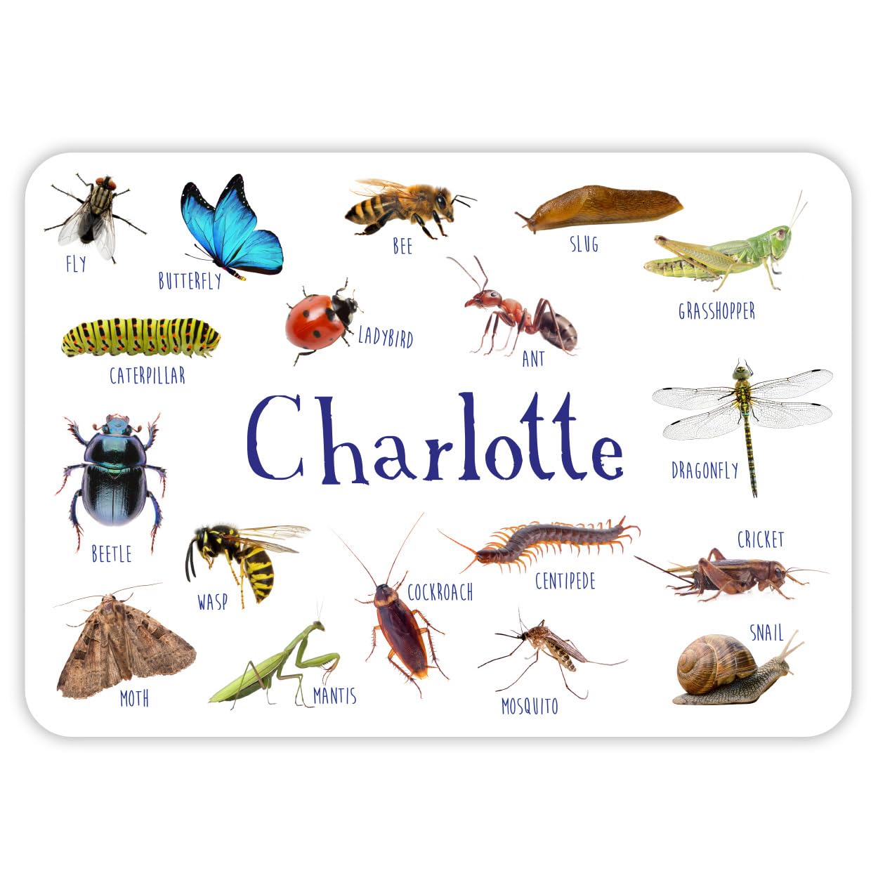 Paper Themes Insects Personalised Placemat For Kids (Insects)