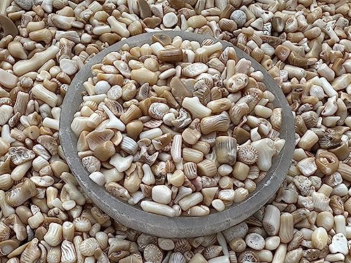Image of 2 oz Lot Natural Semi Tumbled Gemstone Chips, Crushed Mini Crystals, Undrilled Crystal Chips (White Bamboo Coral)