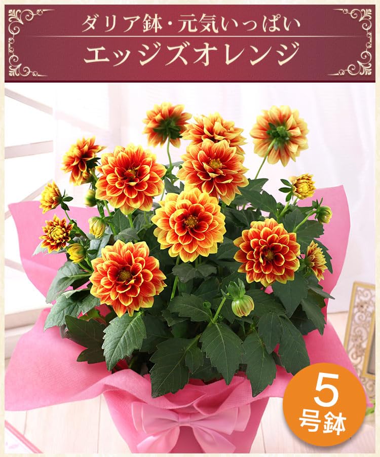 Amazon.co.jp: 母の日 花 鉢植え ギフト プレゼント ダリア鉢・元気