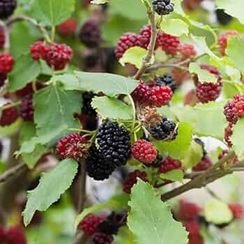 Amazon.co.jp: 四季成り豊産種マルベリー・シャルロットリュス 5号 Amazon.co.jp: 四季成り豊産種マルベリー・シャルロットリュス 5号