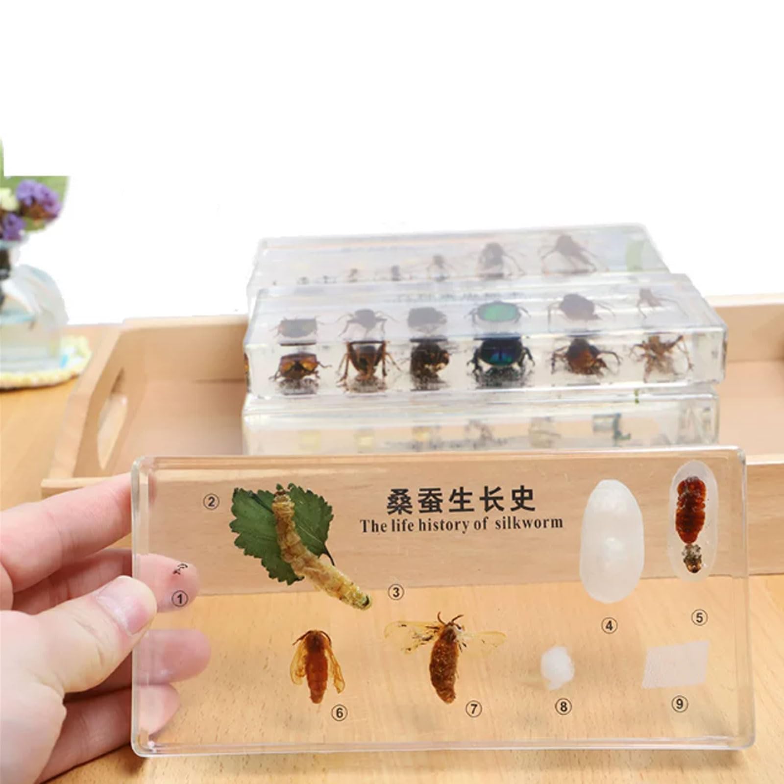 Specimens in Resina del Ciclo della Vita Montessori | Blocchi del Ciclo di Crescita di Piante e Insetti | Gioco Educativo di Scienze di Biologia per Bambini,M