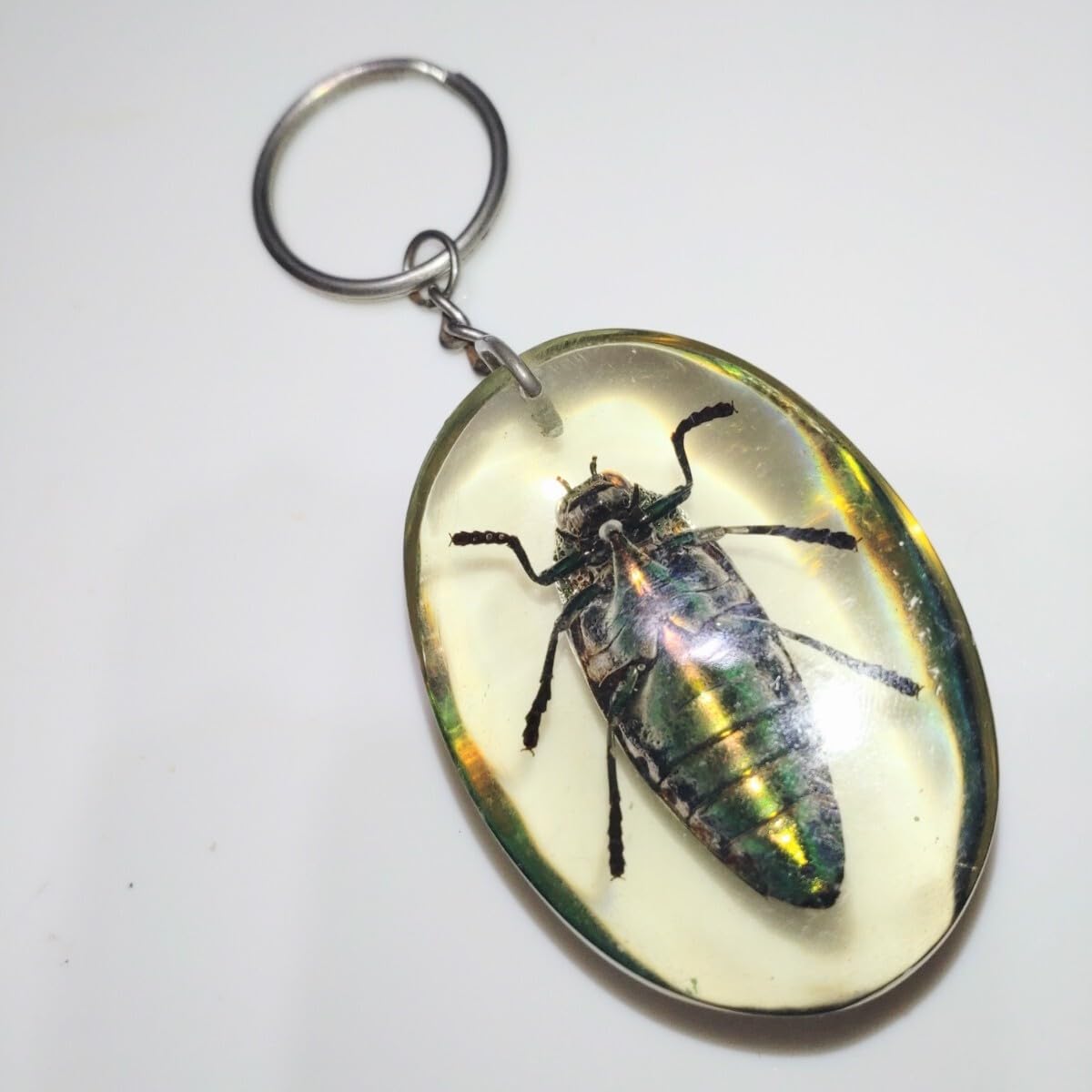 Amazon.co.jp: 産地不明 タマムシ 玉虫 剥製 標本 昆虫標本