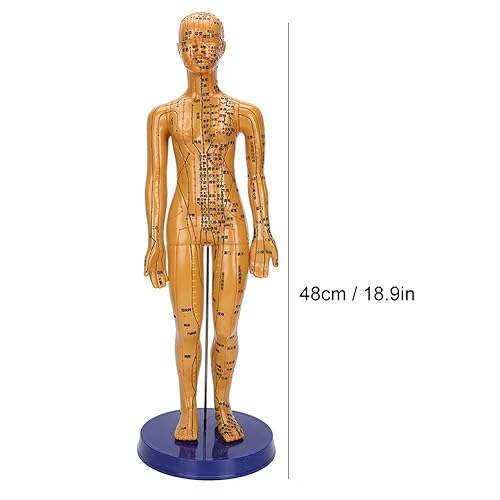 Miniatura 3 de Modelo de acupuntura, modelo de cuerpo humano masculino femenino modelo de meridiano de color cobre modelo de cuerpo humano (F1)
