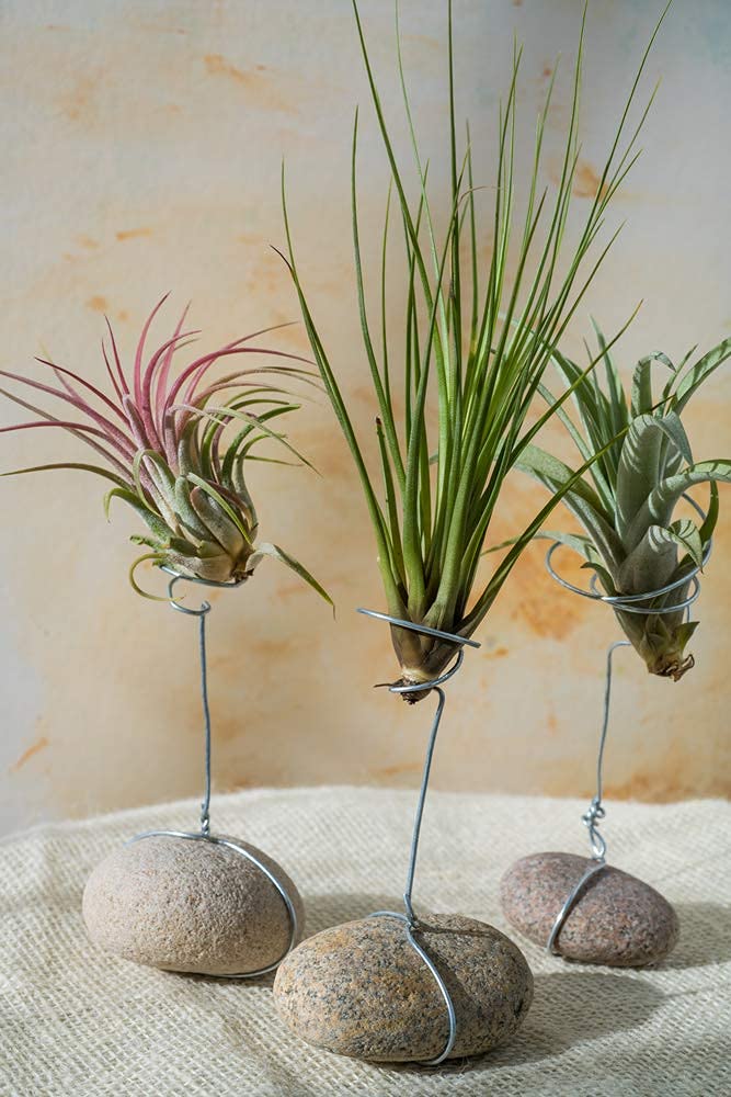 Bloomique - Lot de 10 - Tillandsia - Plantes aériennes - Dépolluantes - Très faciles d’entretien - 5-15 cm