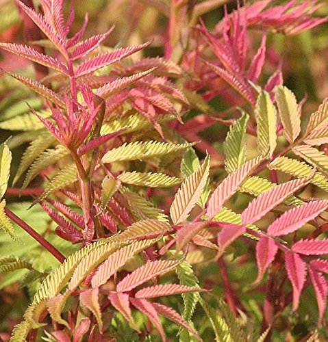 Sorbaria 'Sem' 15cm Pot Size