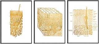 Human Anatomy Posters, Medical Anatomy Art, Vintage Medical Poster - Set of 3 Anatomy Wall Art, Medical Posters, Gold Human Skin Poster, Vintage Decor Medical Office Wall Art - 12x16 inch Unframed