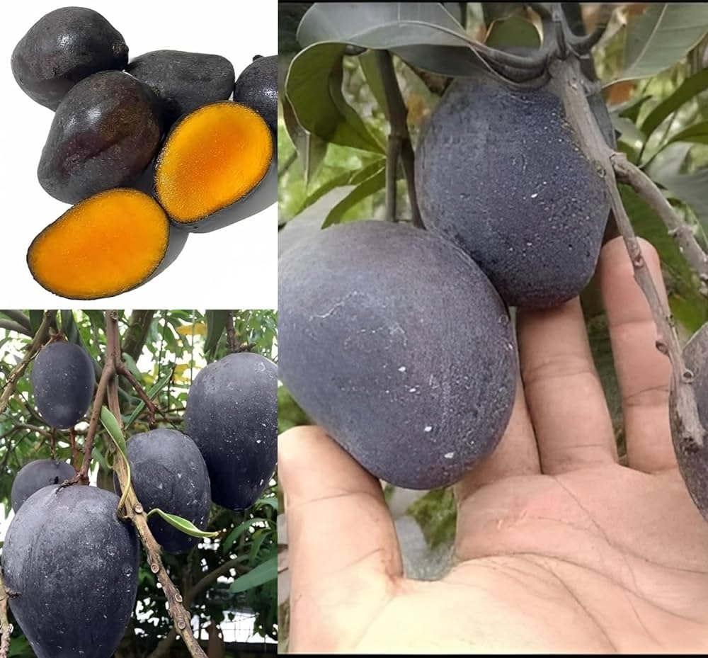 Premium Rere kasturi black mango grafted live plant Hybrid, Fast Growth - Ideal for Home Gardens"black mango tree"(Height 2-3 Feet)(Fruit After 1.5-2 Years) | Pack of 1 (B0D63JXNQG) Amazon Price History, Amazon Price Tracker