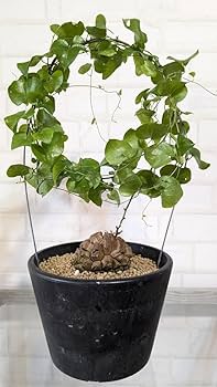 いつえまさん専用ゾウM、パキプス、亀甲竜 長谷川園芸産】亀甲竜 Dioscorea elephantipes 5寸 | mana's