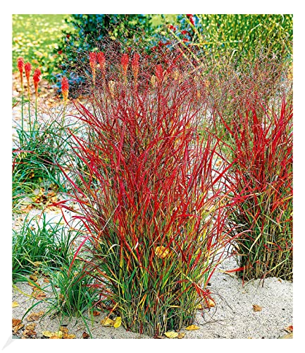 Kletterpflanze Rot Die 15 besten Produkte im Vergleich Elternchecker