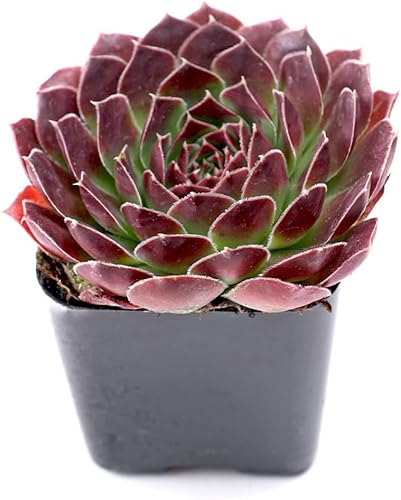 Miniatura 4 de Mountain Crest Gardens Rosette - Paquete a granel de suculentas  50 plantas vivas, 5 de cada variedad, enraizadas en macetas de 2 pulgadas,