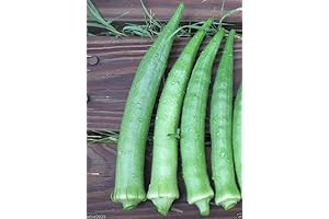 Nombo Giant Philippine Okra, Bhindi, Gumbo Extra-long Lady's Finger Seeds